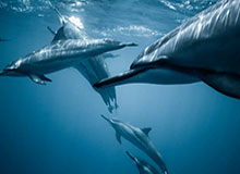 九游官方中心-pg电子娱乐官网游戏地址：开启数字娱乐新纪元的优选之路